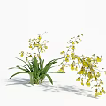 Yellow Orchid Plant With Bright Yellow Blooms Green Leaves And Elegant Stems