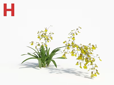 Yellow Orchid Plant With Bright Yellow Blooms Green Leaves And Elegant Stems 3d model