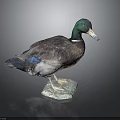 Taxidermy Duck Standing with Green Head and Brown Feathers on Hexagonal Base