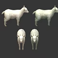 White Sheep Displayed In Four Different Angles Front And Side Views