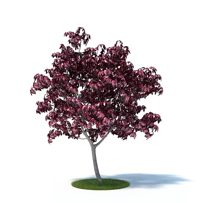 plant green plant redflower chinensis 3d model