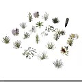 Various Small Plants of Different Types Arranged in Circle on White Background