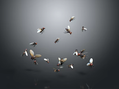 Group of Flies Flying Against Gray Background in Mid Air 3d model