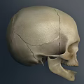 High Quality Human Skull Model Medical Device For Anatomical Education And Training