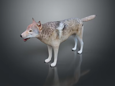 Realistic Wolf 3D Model Game Movie Character with Standing Pose Brown Gray Fur 3d model
