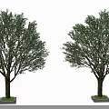 Two Green Leafy Arbor Trees With Brown Trunks And Square Concrete Bases 3d model
