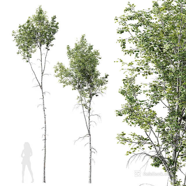 Multiple Tall Trees With Lush Green Leaves And Smooth White Trunks In Natural Setting 3d model 