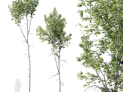 Multiple Tall Trees With Lush Green Leaves And Smooth White Trunks In Natural Setting 3d model