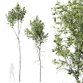 Multiple Tall Trees With Lush Green Leaves And Smooth White Trunks In Natural Setting
