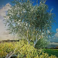 Lush Arbor With Green Foliage And White Trunk Standing By Seaside Under Blue Sky