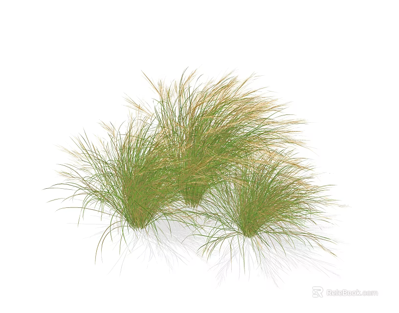 Lush Clumps of Green Ornamental Grass with Soft Feathery Leaves for Garden Decoration 3d model 