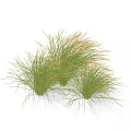 Lush Clumps of Green Ornamental Grass with Soft Feathery Leaves for Garden Decoration