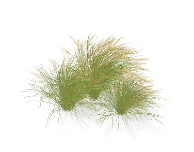 modern reed feather reed grass 3d model