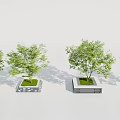 Multiple Concrete Tree Planters with Green Leafy Trees in Landscape Design Arrangement 3d model