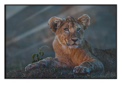 Lion Cub Animal Painting With Orange Fur Resting And Green Plant In Grass 3d model