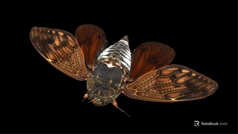 Flying Cicada With Spread Brown Wings Intricate Patterns Black White Body Isolated On Black Background 3d model 