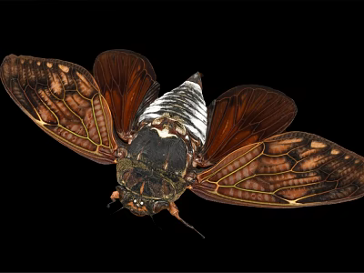 Flying Cicada With Spread Brown Wings Intricate Patterns Black White Body Isolated On Black Background 3d model