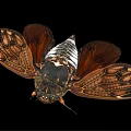 Flying Cicada With Spread Brown Wings Intricate Patterns Black White Body Isolated On Black Background