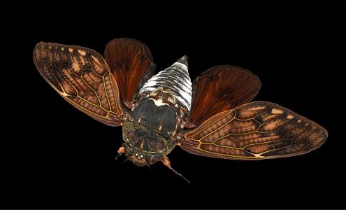 Modern cicada big brown cicada 3d model