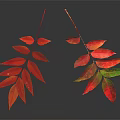 Plant with Vibrant Red and Green Leaves on Two Branches Dark Background
