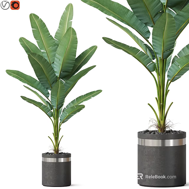 Lush Garden Decor Banana Trees With Large Green Leaves In Gray Planters With Silver Trim 3d model 