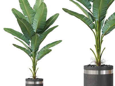 Lush Garden Decor Banana Trees With Large Green Leaves In Gray Planters With Silver Trim 3d model