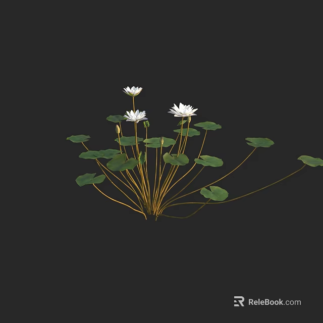 Beautiful White Water Lilies with Green Lily Pads and Long Stems on Dark Background 3d model 