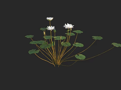 Beautiful White Water Lilies with Green Lily Pads and Long Stems on Dark Background 3d model