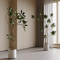 Indoor Bonsai Potted Plants With Stylish Branches And Lush Green Leaves In Modern Room