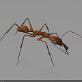 Shiny Red Ant With Long Legs Antennae And Mandibles On Dark Background With Reflection