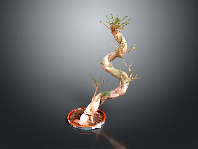 Bonsai Plant With Twisted Trunk And Small Green Branches In Red Pot 3d model