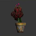 Vibrant Red Leaf Cactus Plant With Pink Flowers In Colorful Terracotta Pot