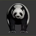 Cute Giant Panda With Black And White Fur Standing On Gray Reflective Background