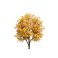 Three Arbor Trees With Vibrant Autumn Leaves In Green And Golden Hues