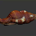 Red And White Ribbed Conch Shell With Glossy Surface On Dark Background And Reflection