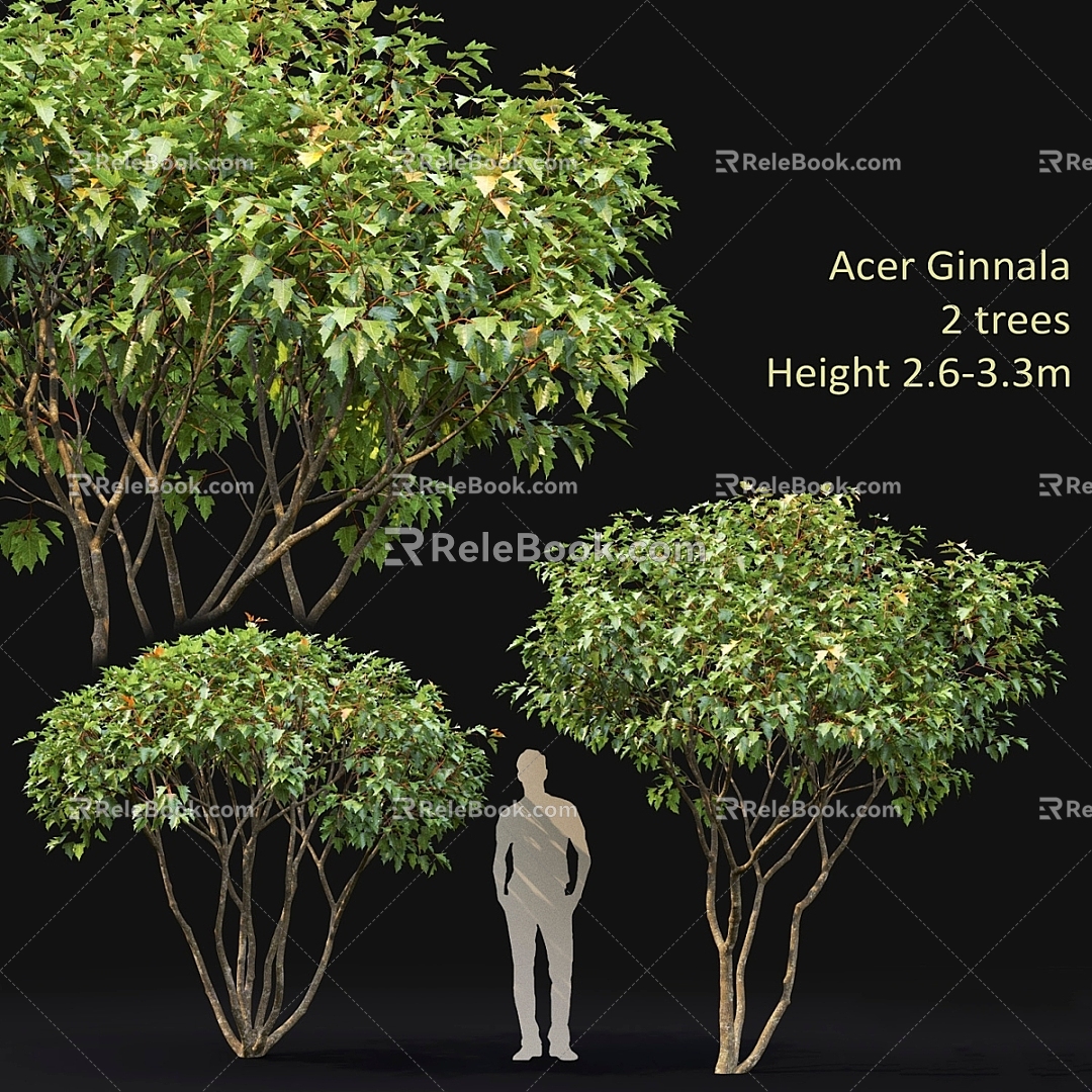 Modern Tree Maple ginnala Acer 3d model