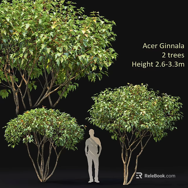 Two Acer Ginnala Trees 2.6 to 3.3 Meters Tall with Lush Green Foliage 3d model 
