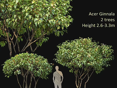 Two Acer Ginnala Trees 2.6 to 3.3 Meters Tall with Lush Green Foliage 3d model