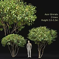 Two Acer Ginnala Trees 2.6 to 3.3 Meters Tall with Lush Green Foliage