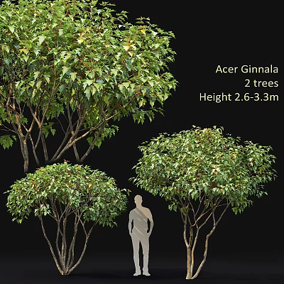 Two Acer Ginnala Trees 2.6 to 3.3 Meters Tall with Lush Green Foliage 3d model
