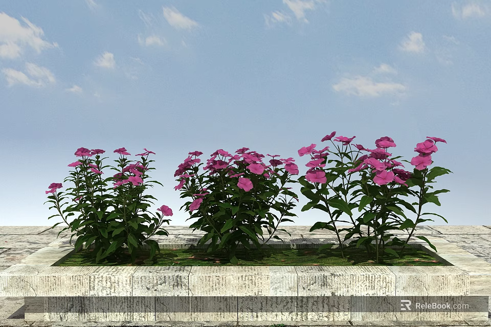 Beautiful Pink Flowers Growing In Stone Flower Bed Under Blue Sky With White Clouds 3d model 