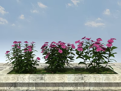 Beautiful Pink Flowers Growing In Stone Flower Bed Under Blue Sky With White Clouds 3d model