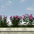 Beautiful Pink Flowers Growing In Stone Flower Bed Under Blue Sky With White Clouds