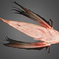 Orange Red Fish With Dark Spots And Large Fins Distinctive Appearance