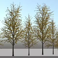 Golden Leaf Arbor Trees With Person Standing Under Blue Sky And Snowy Ground