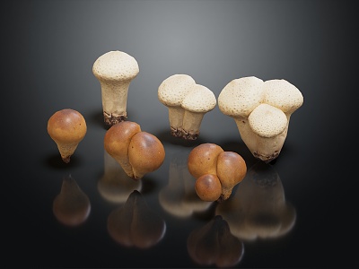 Modern Mushroom Straw Mushroom Poisonous Mushroom Plant Mushroom 3d model