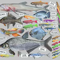 Various Aquatic Fish Species With Colorful Bodies And Labeled Names