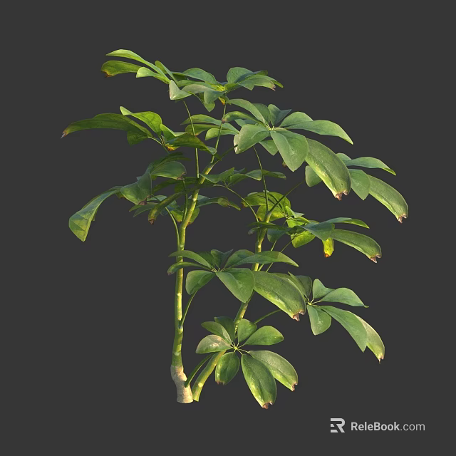 Lush Leafy Green Plant With Multiple Fresh Healthy Leaves And Vibrant Growth 3d model 