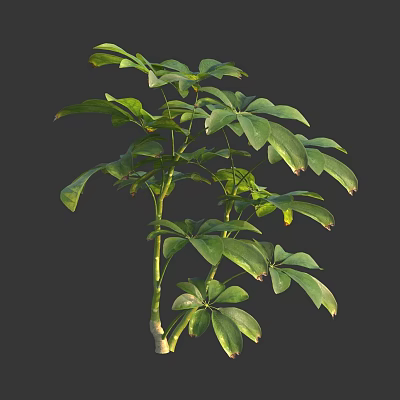 Lush Leafy Green Plant With Multiple Fresh Healthy Leaves And Vibrant Growth 3d model