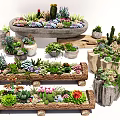 Bonsai Potted Plants Succulents and Cacti in Stone and Wooden Containers Decorative Display Arrangement